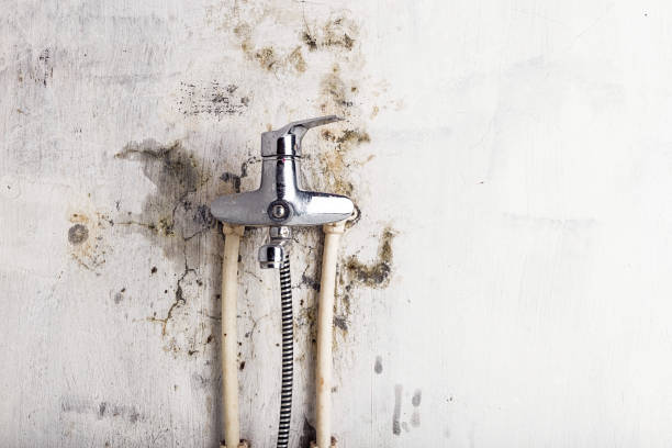Best Certified Mold Removal  in Cienegas Terrace, TX
