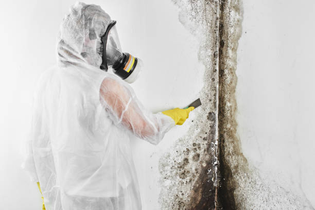 Best Black Mold Removal  in Cienegas Terrace, TX