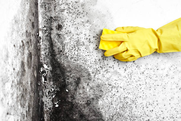 Best Mold Remediation  in Cienegas Terrace, TX