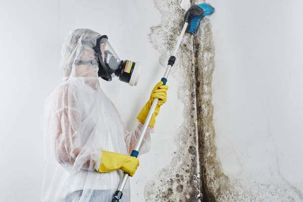 Best Commercial Mold Removal  in Cienegas Terrace, TX