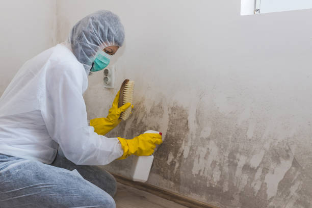 Attic Mold Removal in Cienegas Terrace, TX