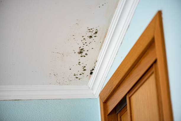 Professional Mold Removal in Cienegas Terrace, TX