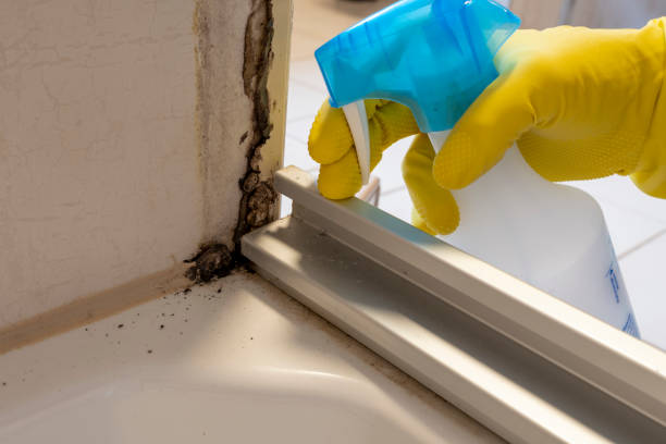 Best Mold Testing and Removal  in Cienegas Terrace, TX