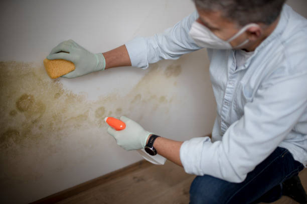 Best Mold Removal Near Me  in Cienegas Terrace, TX