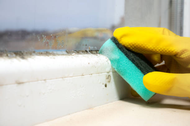 Best Residential Mold Removal  in Cienegas Terrace, TX
