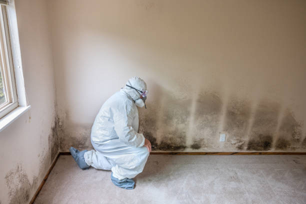 Best Local Mold Removal Service  in Cienegas Terrace, TX