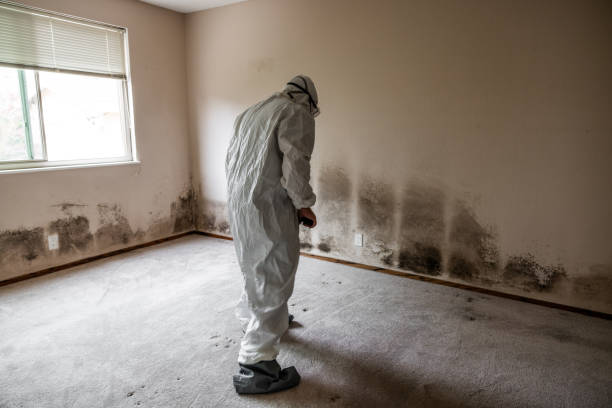 Home Mold Removal in Cienegas Terrace, TX