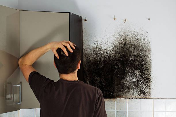 Best Mold Removal Company Near Me  in Cienegas Terrace, TX