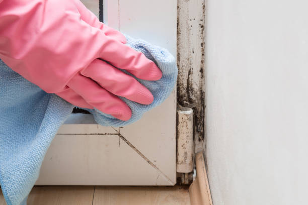 Best Mold Testing  in Cienegas Terrace, TX