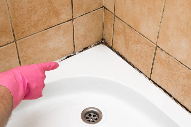 Best Same-Day Mold Removal  in Cienegas Terrace, TX